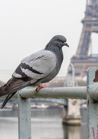 pigeon, pigeon paris, dépigeonnage