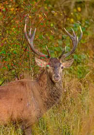 Cerf
