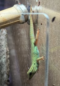 a hatching of electric blue day gecko eating Pangea