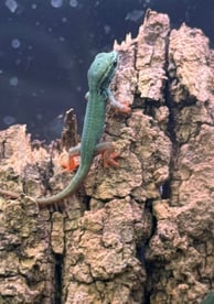 blue day gecko hatchling on cork bark