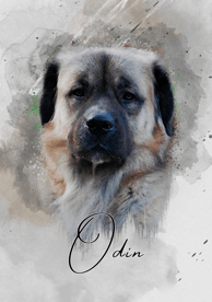 a dog is shown in this photo