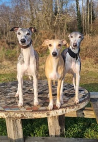 trois lévriers whippet sur une table