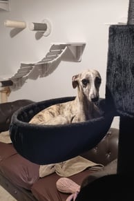 Whippet dans un arbre à chat