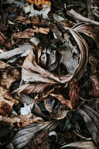 Rotting leaves