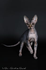 Sphynx en shooting photo