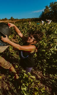 Vendanges des pinots noir