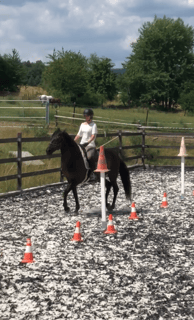 a person riding a horse in a fenced in area