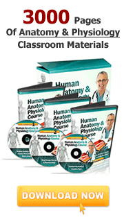 human anatomy & physiology course