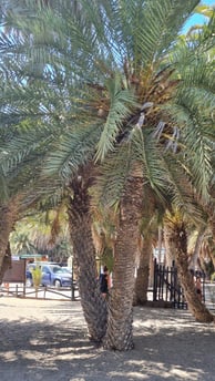 Kreta Vai Beach Palme