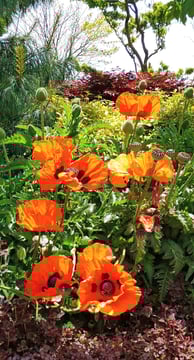 Health Vibes - A bright flower garden symbolic of a less stressed & happier person