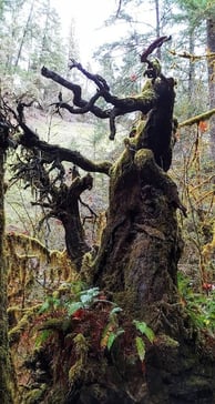Health Vibes - A dark gloomy tree symbolic of how destructive stress is