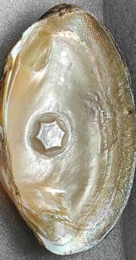 "Approx 10mm glossy white flower-shaped designer cultured pearl-using nucleus implantation-for export compliance"