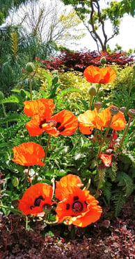 Health Vibes - A bright flower garden symbolic of a less stressed & happier person