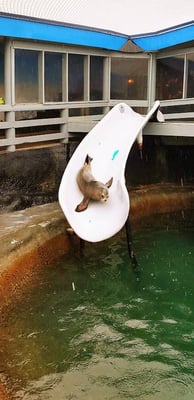 CA Coast - A seal sliding down a slide at Ocean World in Crescent City