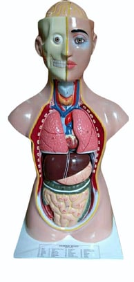  human body torso model