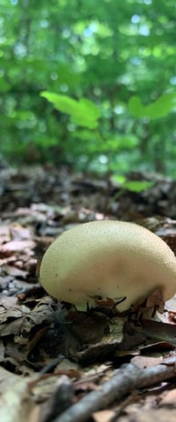 noch ein Pilz