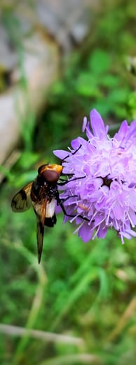 Biene auf Blüte