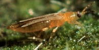 an insect implicated in bioterrorism