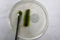 Algue épiphyte