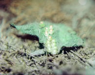 fotografia analogica de una hoja con huevos de insecto