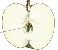 Plante à fleur - Fruit à pépin de la pomme