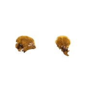 Lobophora sp.