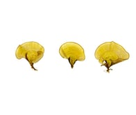 Padina sp.