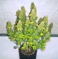 Cannabis Flowering Plant