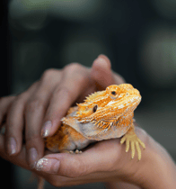 someone holding their pet bearded dragon