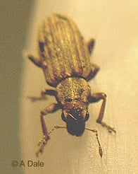 Pea weevil