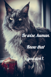 main coon sage