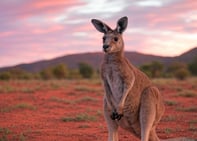 voyage en australie avec les enfants en famille