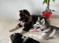 Akita américain couché avec un husky pour une séance d'éducation à Roanne
