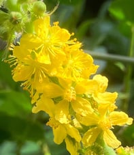 Terapia Holistica, Esencias Florales, Holistic therapy, Flower essence