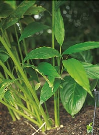 Cardamome - Elettaria cardamomum