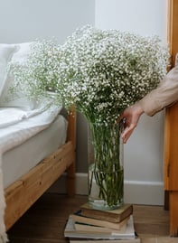 plante d'intérieur dans la chambre