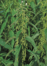Grande ortie - Urtica dioica