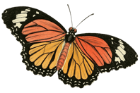 Butterflies Unveiled logo