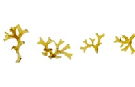Dictyota sp.