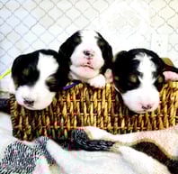 Bernedoodle Puppies