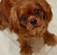 Della
