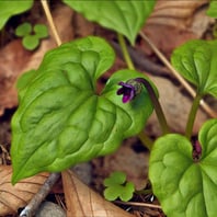 wild ginger in bloom