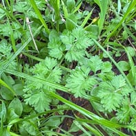 Wild Carrot (Daucus carota)