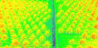 revision espectral de cultivo de palma de aceite
