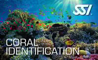 a coral reef with a coral reef and coral reefs