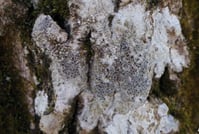 Lichen crustacé - Lecanora argentata