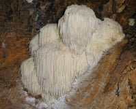 Champignon - Hericium erinaceus (Bull.) Pers. - Hydne hérisson