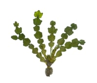 Halimeda sp.