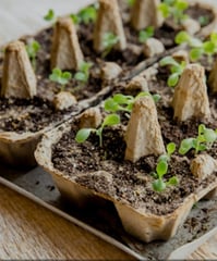 a tray of seedlings with a few small plants