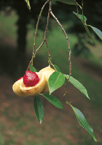 Myristica fragrans - Noix de muscade